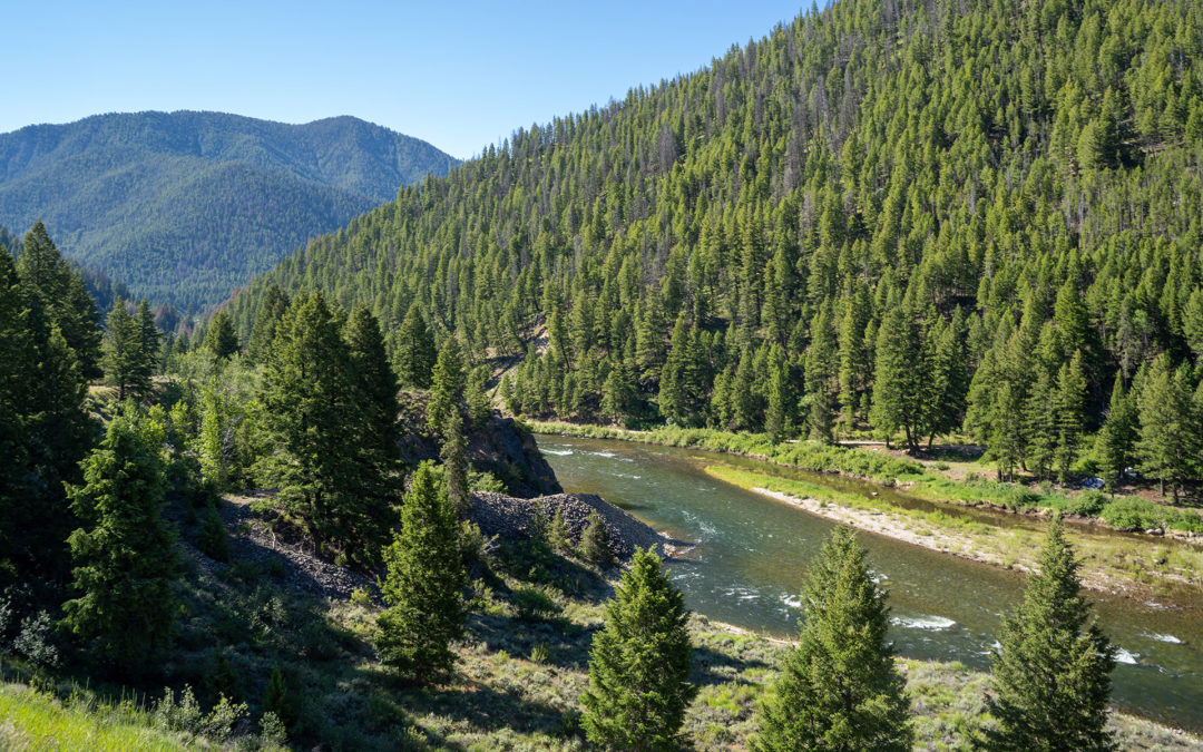 View of the Salmon River in the Salmon-Challis National Forest o