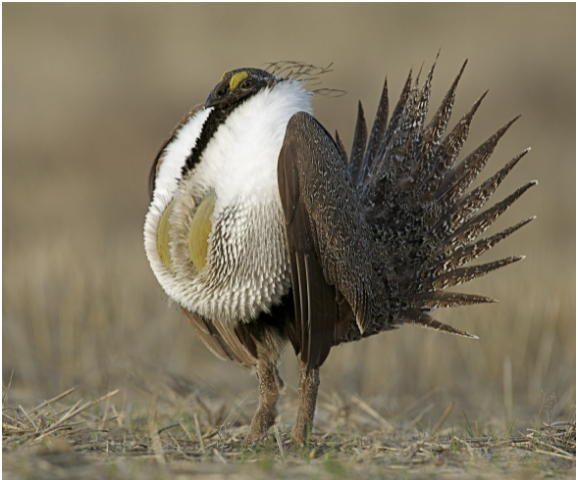 Greater Sage-grouse Land Use Plan Amendments in the Western United States