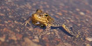 Proposed Listings for the Yellow-Legged Frog